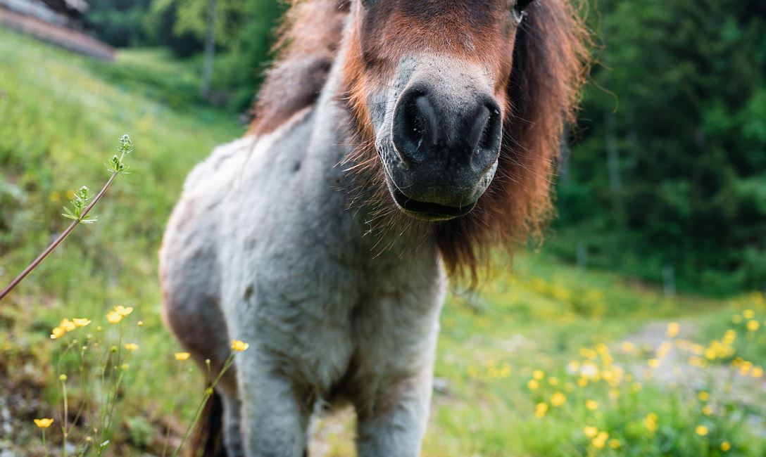 Ponyreiten