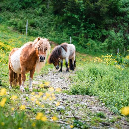 Kinderponyreiten in  Brixen
