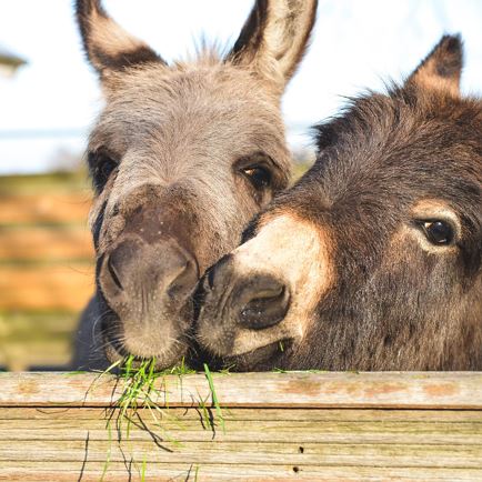 Donkey and Llama Hike z’Poifn