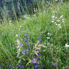 Blumenwiese
