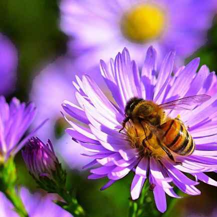 Bienen-Informations-Weg