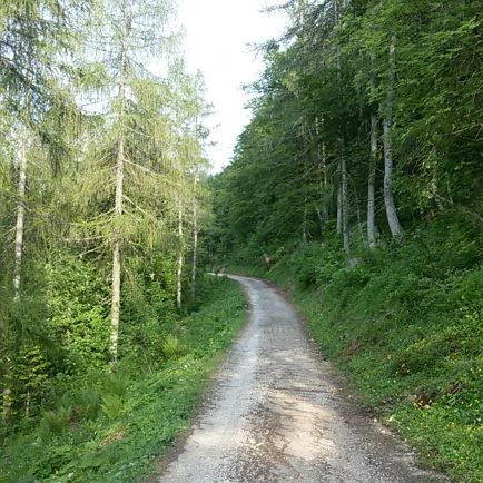 jaegersteig_von_laerchfilzhochalm_zum_wildalpgatterl.jpg