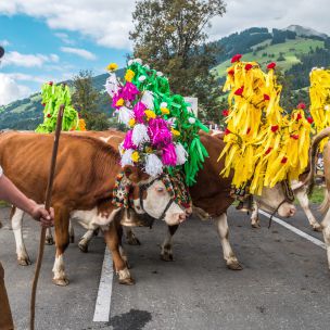 Almabtrieb en feest in de alpen